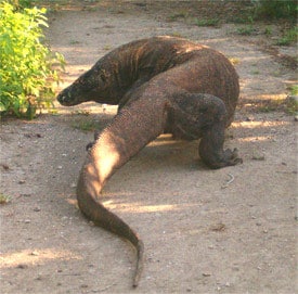 An adolescent Komodo dragon glances at his visitors on Komodo Island, near Bali, Indonesia. photo by James Griffin.