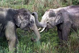 photo:www.elephants.net