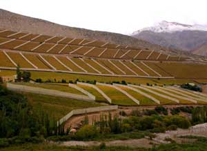 Pisco grape plantations color the valley’s mountainsides.