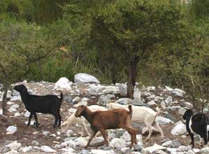 Goats wander free in the valley.