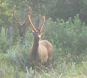 Bull Elks in Bynum, Montana. Max Harsthorne photos.