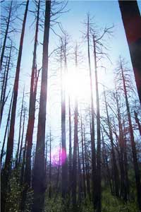 Charred trees towering above the Azaria trail. Contrasted with a lush, green undergrowth and a bright sun, the trees create a sense of awe.