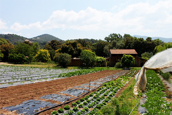 The farm with my cabin and Mark's home in the background Left to right: Strawberries, beets, carrots, salads, zucchini