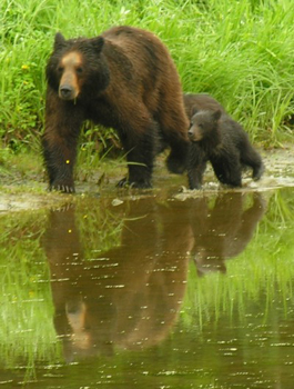 Brown bears are commonly seen on the cruise