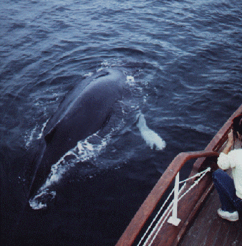 A hump back whale swam along side The Discovery