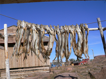 Fish is what sled dogs are fed in Greenland.