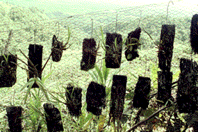 Orchids growing in PNG. These were dormant as it was off season. 