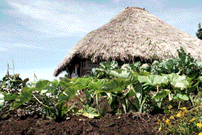 one of dozens of small agricultural villages surrounding Mt. Hagen