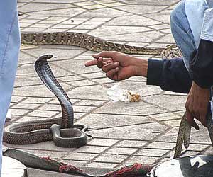 A snake charmer in Marrakech - photos by Kent E. St. John