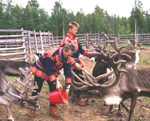 Feeding the reindeer