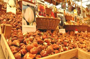 Tulip bulbs at Amsterdam's  Bloemenmarkt