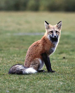 A fox in Sun Valley