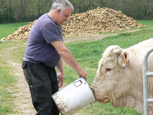 M. Perrier, farmer and innkeeper, feeds his prize Charolais bull at the Ferme Auberge de Bazoches.