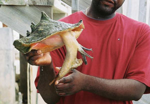 Turks and Caicos Islands. Jerry doing his act. Photos by David and Jennifer McIntire