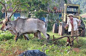 Plowing with oxen. Photos by Anonymous