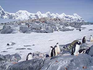 Antarctic landscape 