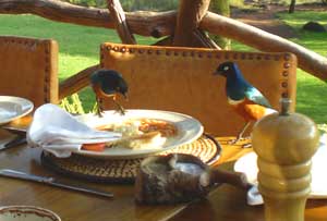 Birds eating breakfast