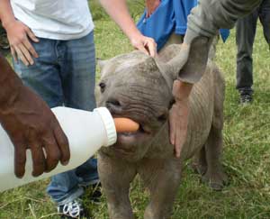 Feeding the baby rhino