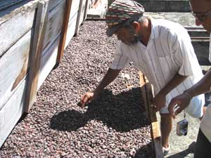 Sifting cocoa pods on a plantation