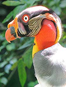 A King Vulture in Panama