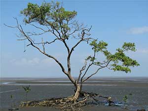 Walkabout tree, Panama