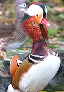 Wood duck, Panama