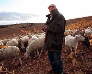 A shepherd of Aragon