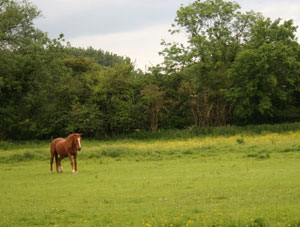 A view on the Thames Walk 