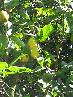 Amalfi Coast famous huge lemons