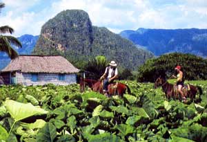 Riders on a tobacco farm in the Valley of Viñales