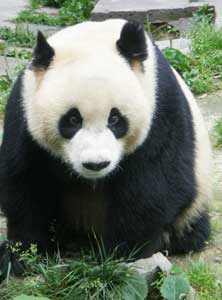 Up close with the pandas at Bifengxia