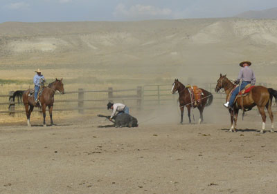 The cow gets tied up so the cowboys can administer medicine