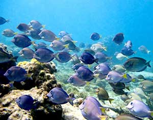 Snorkeling or diving in this region is an amazing experience. iStockphoto.com/pxlar8