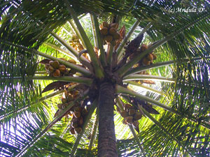 Coconut tree