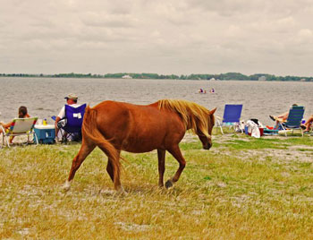 One of the ponies of Assateague Island out on a leisurely stroll