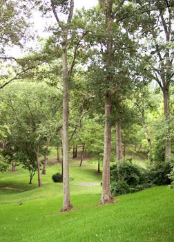 Lush green gardens, tree tops and lawns abound in St. Francisville.