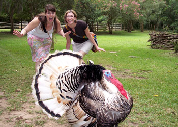 If you're lucky, Gus the Turkey will accompany you on a tour of the Oakley House and gardens in Audubon State Historic Site.