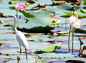 An egret in he lake behind Sukh Mahal