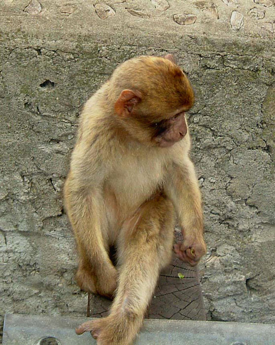 A Barbary Macaque