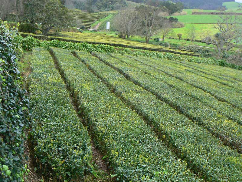Tea growing at Cha Gorreana, a tea manufacturer in the Azores