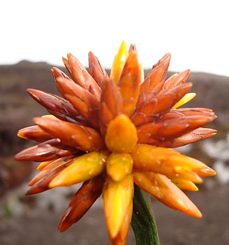 One of many bizarre plants atop Roraima