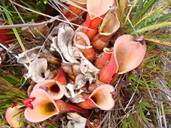 Carnivorous plants on Roraima in Venezuela