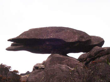 Flying turtle on Roraima in Venezuela