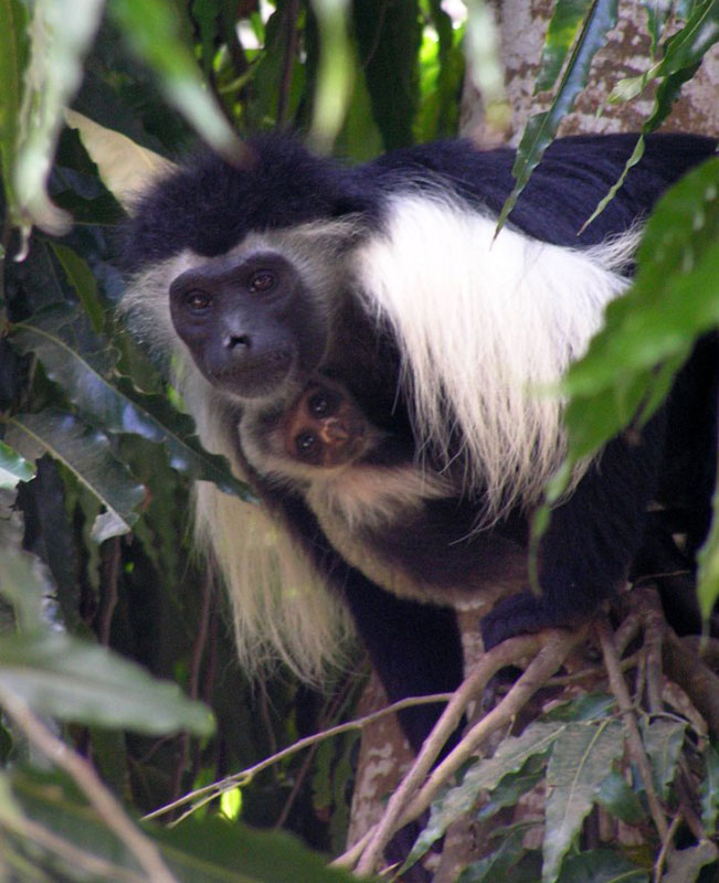 Colobus monkeys in the forest