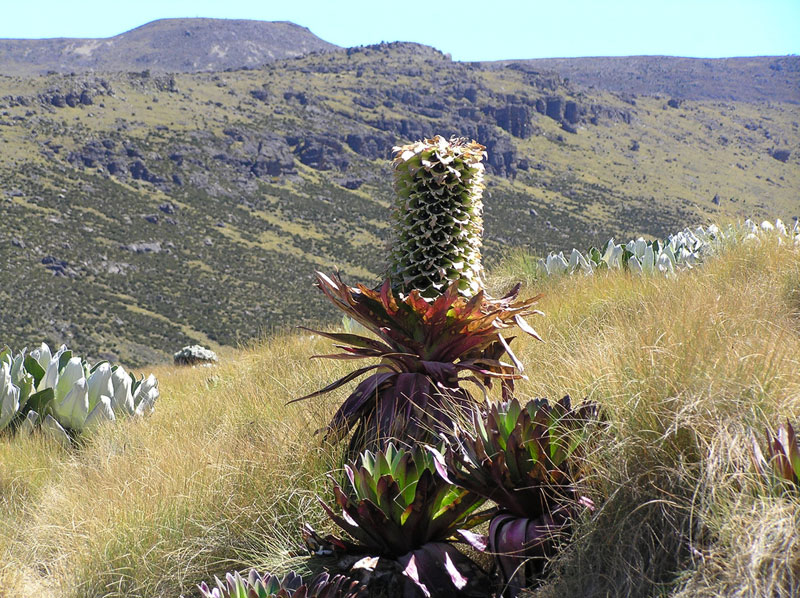 An Ostrich Lobelia in the Mackinder Valley in Kenya