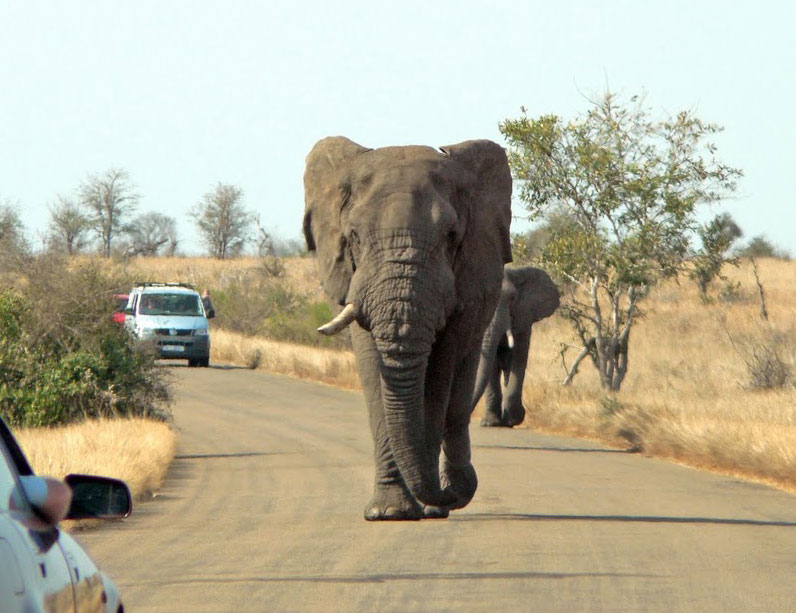 Visitors to the Kruger National Park will find that in this garden, someone else claims the title 'king of the road.' Photo by Mary Alexander, MediaClubSouthAfrica.com