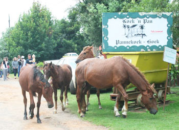 Wild horses roam free in Kaapsehoop, and they’re usually not averse to a sniffle around the coffee shop or dusty main road. Photo by Petro Kotzé