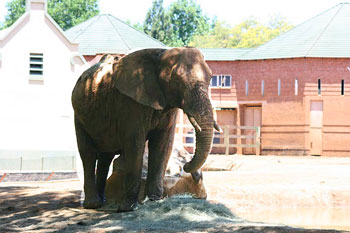 The Pretoria Zoo is a respected research facility and famed for its breeding programs.