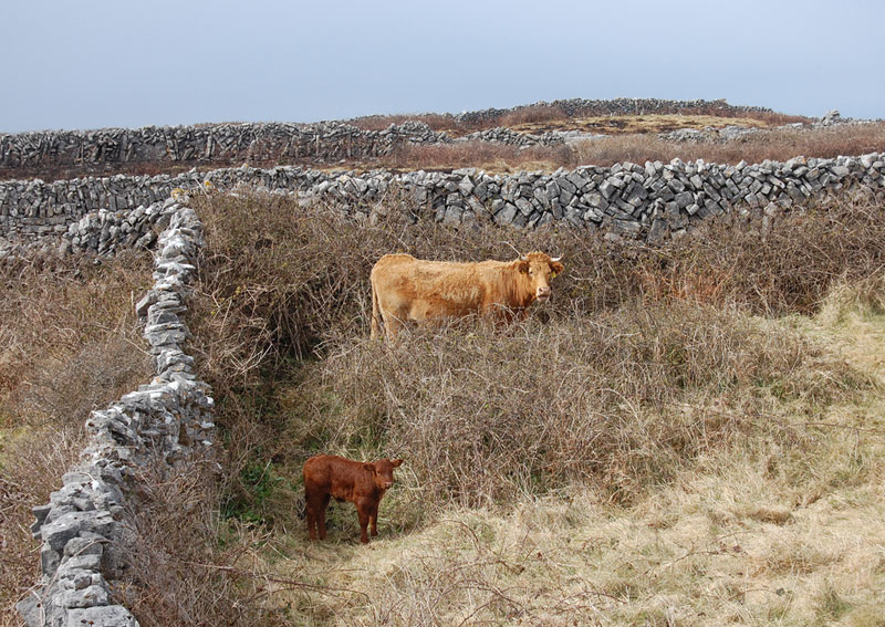 A cow and her calf in an enclosure on the Aran Islands