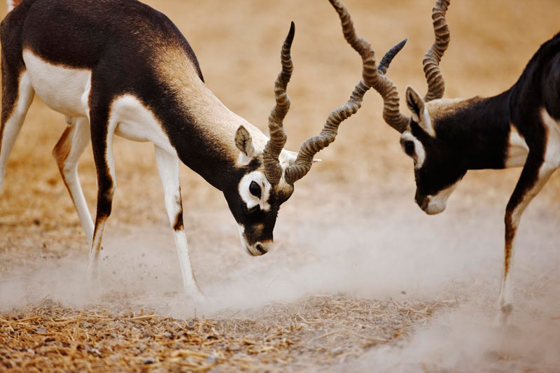 Blackbuck